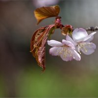 Зацвела сакура, значит в реки пойдет сима... :: Сергей Калиновский