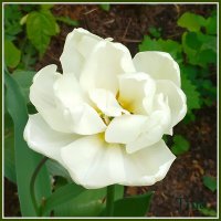 Белый тюльпан символизирует собой искренность чувств :: Валентина (Panitina) Фролова