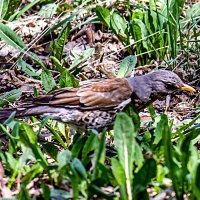 Птица в траве прячется :: Светлана SvetNika17
