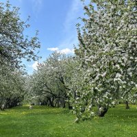 Цветут яблони в Коломенском :: <<< Наташа >>>