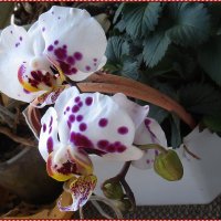 Орхидея :: Тарасова Вера 
