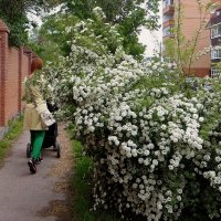 Мягко разливается аромат пышных веток спиреи :: Татьяна Смоляниченко