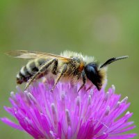 Пчёлка и цветок :: Константин Штарк