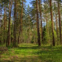 Прогулка по красивому весеннему лесу :: Зореслав Волков