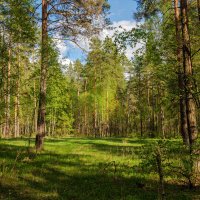 Весенний лес :: Зореслав Волков
