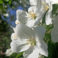 Яблони цветут :: Юлия Погодина