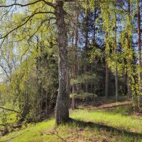 Весенний лес :: Денис Бочкарёв