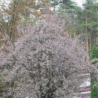 Дерево в цвету. :: Александр Кондаков