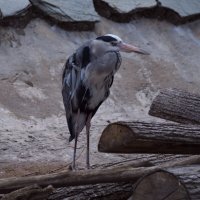Мой зоопарк - птица цапли :: Владимир Максимов