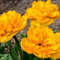 Жёлтые тюльпаны :: Татьяна Семенова