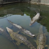 Beppu Япония Крокодиловая ферма Онияма Дзигоку в горячих источниках :: wea *