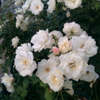 Ограда из белых роз! :: Светлана Хращевская