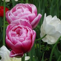 Тюльпаны Александровского сада :: Лидия Бусурина