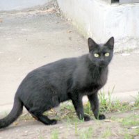 Черный кот за углом... :: Владимир Драгунский