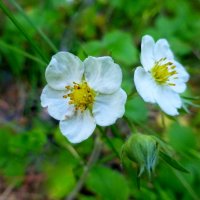 Цветы земляники лесной :: Raduzka (Надежда Веркина)