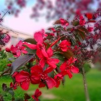Яблони цветы :: Сергей Кочнев
