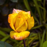 Бутон жёлтой  розы :: Валентин Семчишин