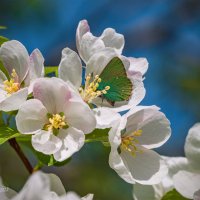 На Севере массовое цветение яблони ягодной, настоящая сенсация для наших широт, аромат не передать) :: Николай Зиновьев