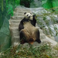 Большая панда в Московском зоопарке :: Наиля 
