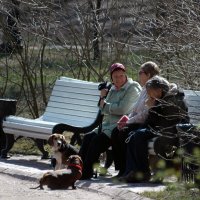 "Дамы с собачками" на пенсии. :: Борис Бутцев