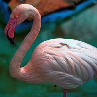 Хайфа  зоопарк  Фламинго :: ujgcvbif 
