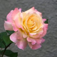 Красота и очарование июньских роз :: Татьяна Смоляниченко