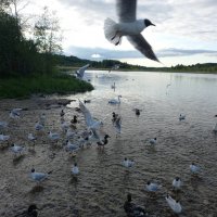 Птицы Городищенского озера :: BoxerMak Mak