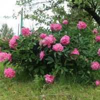 Розовые пионы :: Gen Vel