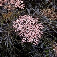 Бузина черная (Sambucus nigra) "Black Lace" - "Чёрное кружево" :: Фёдор Меркурьев