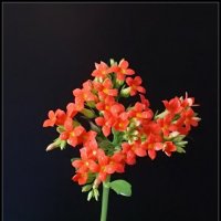 Цветы каланхоэ :: FroMik60 