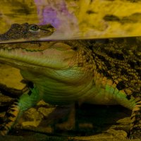Мой зоопарк - Нильский крокодил :: Владимир Максимов
