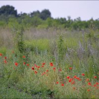 слёзы богини Венеры :: Сеня Белгородский