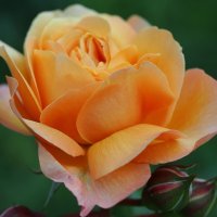 Hybrid Tea rose Чайно-гибридная роза "Capri Nostalgie" :: wea *