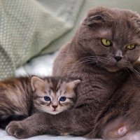 С мамочкою я (мадонна с младенцем по кошкински) :: M Marikfoto