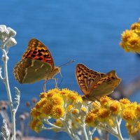 Бабочки и море :: Августина 
