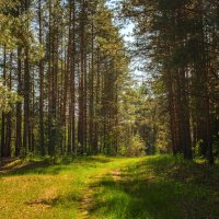 Лето в лесу :: Зореслав Волков