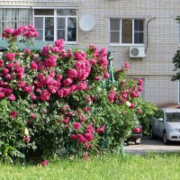 Июньские плетистые розы :: Татьяна Смоляниченко