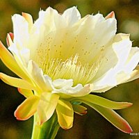 Цветок кактуса Цереус :: Валерьян Запорожченко