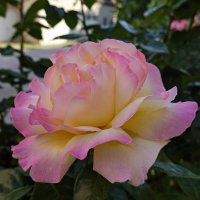 О, как прекрасны розы, Чудесен дивный аромат.... :: Galina Dzubina