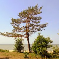 Сосна на берегу . :: Мила Бовкун
