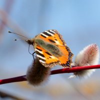 весенние бабочки 5 :: Александр Прокудин