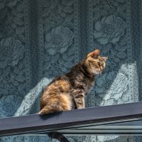 Возвращение блудного кота :: Валерий Иванович