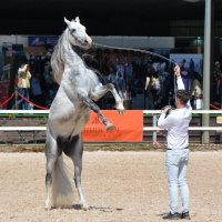 Международная конная выставка "Иппосфера" 2023 :: Николай 