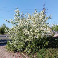 Яблоня в цвету. :: sav-al-v Савченко