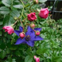 Фиолетовый клематис и розы :: Наиля 