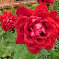 Красные розы :: Наиля 