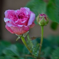 Бутон розы после дождя :: Александр Трухин