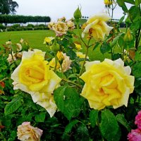 Розы жёлтые, розы чайные... :: Лия ☼