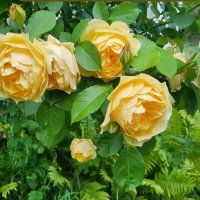 Жёлтые розы :: Нина Колгатина 
