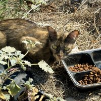 А ты покормил бездомного котика? :: Александр Деревяшкин